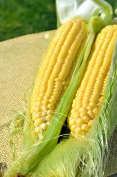 An ear of ripe corn Stock Photos
