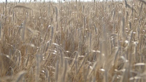 The Ear Of Ripe Wheat. Close up Stock Footage 78978710