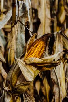Ear of Ripend Field Corn in a Corn Field in Southern Michigan Stock Photos