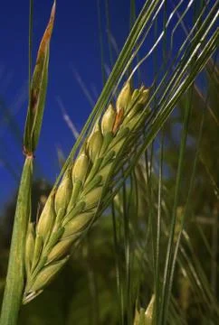 Ear of rye field on a background of blue sky night Stock Photos