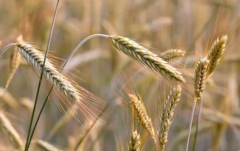 Ear of rye in field Stock Photos