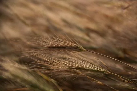 Ear of rye in the field in soft focus. Natural background Stock Photos