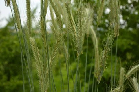 Ear of rye in the field.Close up of rye ears, field of rye in a summer day. S Stock Photos