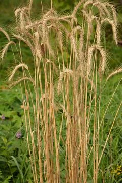 Ear of rye in the field.Close up of rye ears, field of rye in a summer day. S Stock Photos