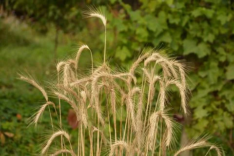 Ear of rye in the field.Close up of rye ears, field of rye in a summer day. S Stock Photos