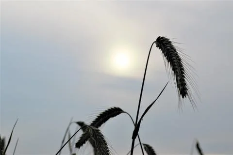 Ear of rye in front of evening sky with sun Foto stock