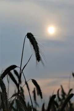 Ear of rye in front of evening sky with sun Stock Photos