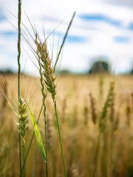 Ear of rye in the middle of field in blue golden colors Foto stock