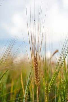 An ear of rye or wheat in the field. rye meadow moving on the wind Stock Photos