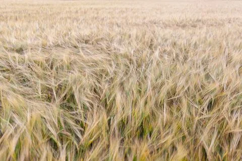 An ear of rye or wheat in the field. rye meadow moving on the wind Stock Photos