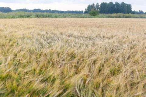 An ear of rye or wheat in the field. rye meadow moving on the wind Stock Photos
