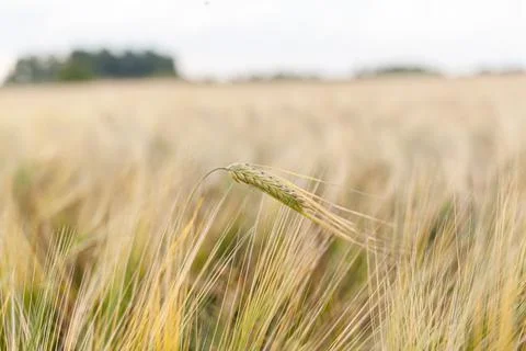 An ear of rye or wheat in the field. rye meadow moving on the wind Stock Photos