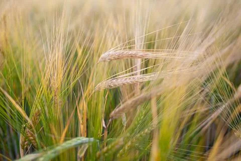 An ear of rye or wheat in the field. rye meadow moving on the wind Stock Photos