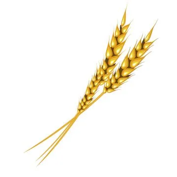 Ear of rye or wheat on white background Stock Illustration