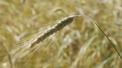 An ear of rye vibrates in the wind against the background of a field Stock Footage 334121845