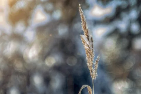 Ear in the snow on a blurred background of the forest in the sun Stock Photos
