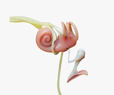 Ear Structure Anatomy Section Stock Illustration