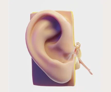 Ear Structure Anatomy Section Illustrazione stock