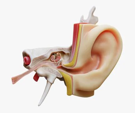 Ear Structure Anatomy Section model Illustrazione stock