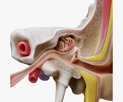 Ear Structure Anatomy Section model Illustrazione stock