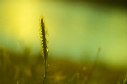 Ear in the sunset Stock Photos