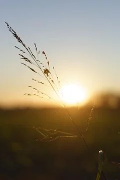 Ear at sunset Foto stock