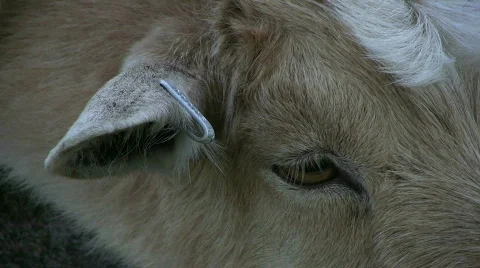 Ear tag on a goat Stock Footage 480124