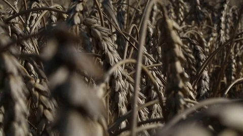 Ear of wheat 12 Stock Footage 74446728