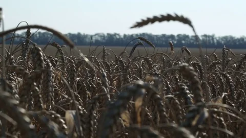 Ear of wheat 13 Stock Footage 82616423