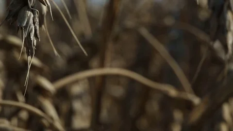 Ear of wheat 15 Stock Footage 74447171