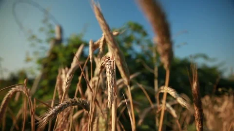 Ear of wheat 27 Stock Footage 74449310