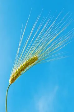 Ear of wheat on a background of blue sky Stock-Fotos