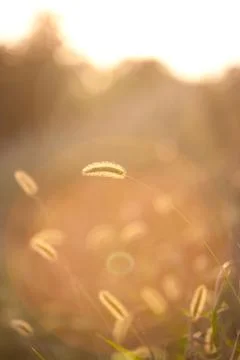 Ear of wheat backlit sunset in a field of grass in countryside in italy Stock Photos