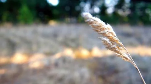 An Ear of Wheat on a Blurry Background Stock Photos