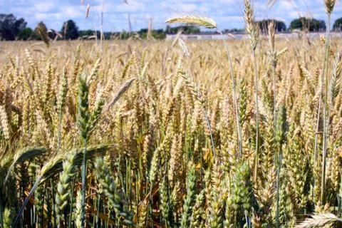 An ear of wheat, close-up against a background of wheat fields Stock Photos
