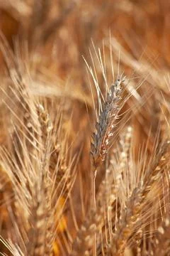 An ear of wheat close-up in a field. The golden grain glistens in the sun. Stock Photos