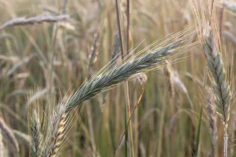 Ear of wheat close-up. growing bread grain wheat summer season Stock Photos