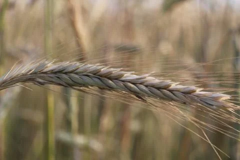 Ear of wheat close-up. growing bread grain wheat summer season Stock Photos