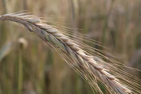 Ear of wheat close-up. growing bread grain wheat summer season Stock Photos