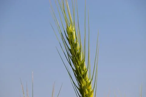 Ear of wheat close up Stock Photos