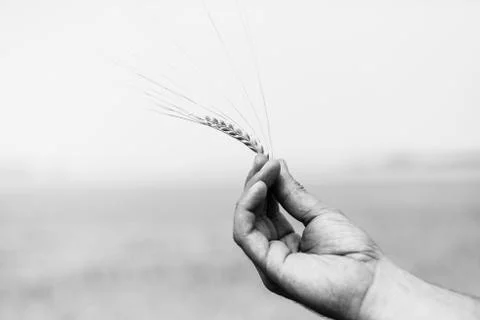 Ear of wheat. close-up Stock Photos