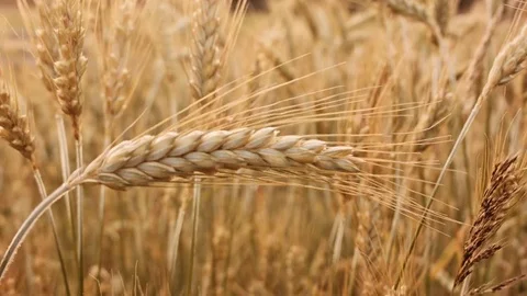 Ear of wheat, closeup. Crops field. 1. Stock Footage 83831751