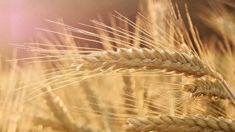 Ear of wheat, closeup. Crops field. 2. Stock Footage 83831871
