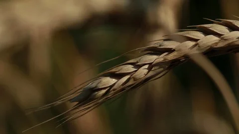 The ear of wheat closeup Stock Footage 74479605