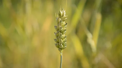 Ear of wheat corn Stock Footage 29487520