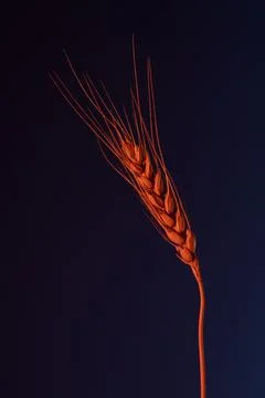 An ear of wheat on a dark background, in a red filter. Stock Photos