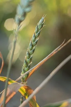 Ear of wheat in the field, close-up. Foto stock