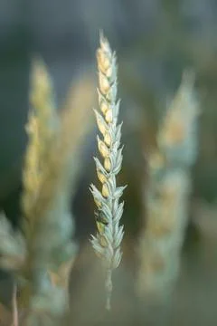 Ear of wheat in the field, close-up. Stock Photos
