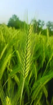 An ear of wheat in the field image. Stock Photos