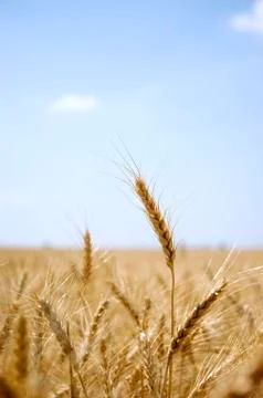 Ear of wheat in a field Stock Photos